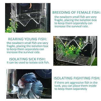 Amazon.co.jp: Luganud水槽用ブリーダーボックス - 産卵飼育